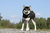 ALASKAN MALAMUTE 399